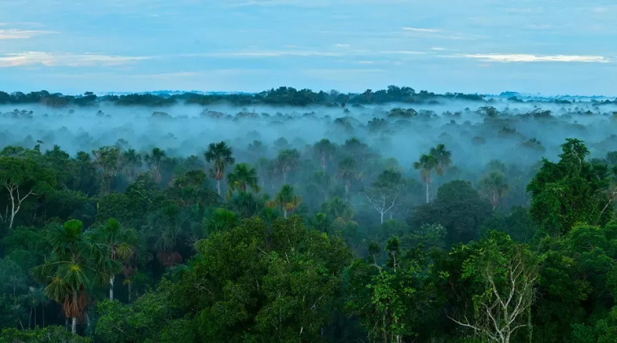 Blog post: Could a sovereign sustainability-linked bond help protect the Amazon? Part 1